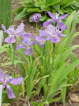 Image of wall iris