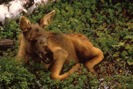 Image of North American Elk