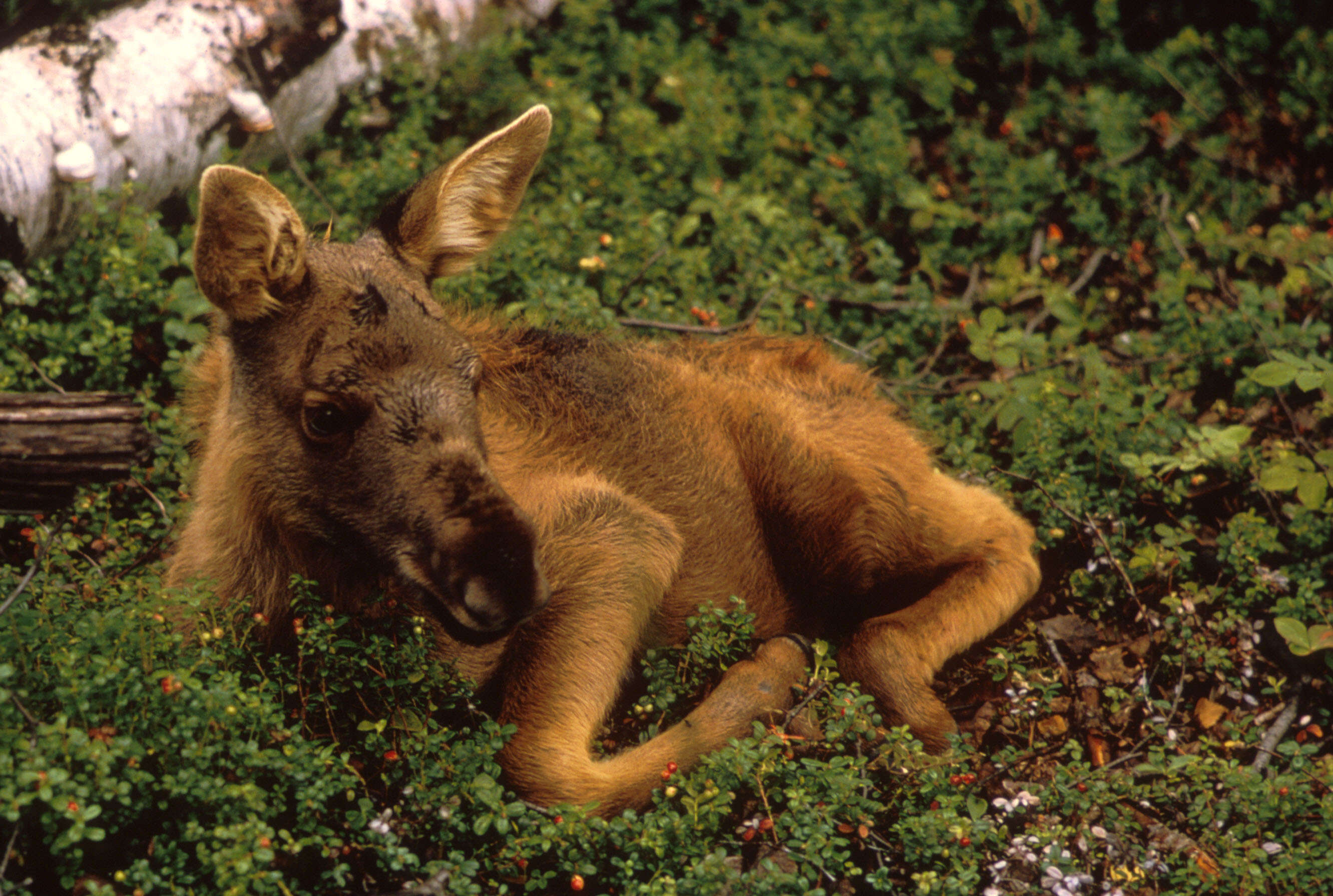 Image of North American Elk