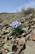 Image of Iris willmottiana Foster