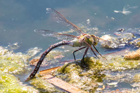 Image of Giant Darner