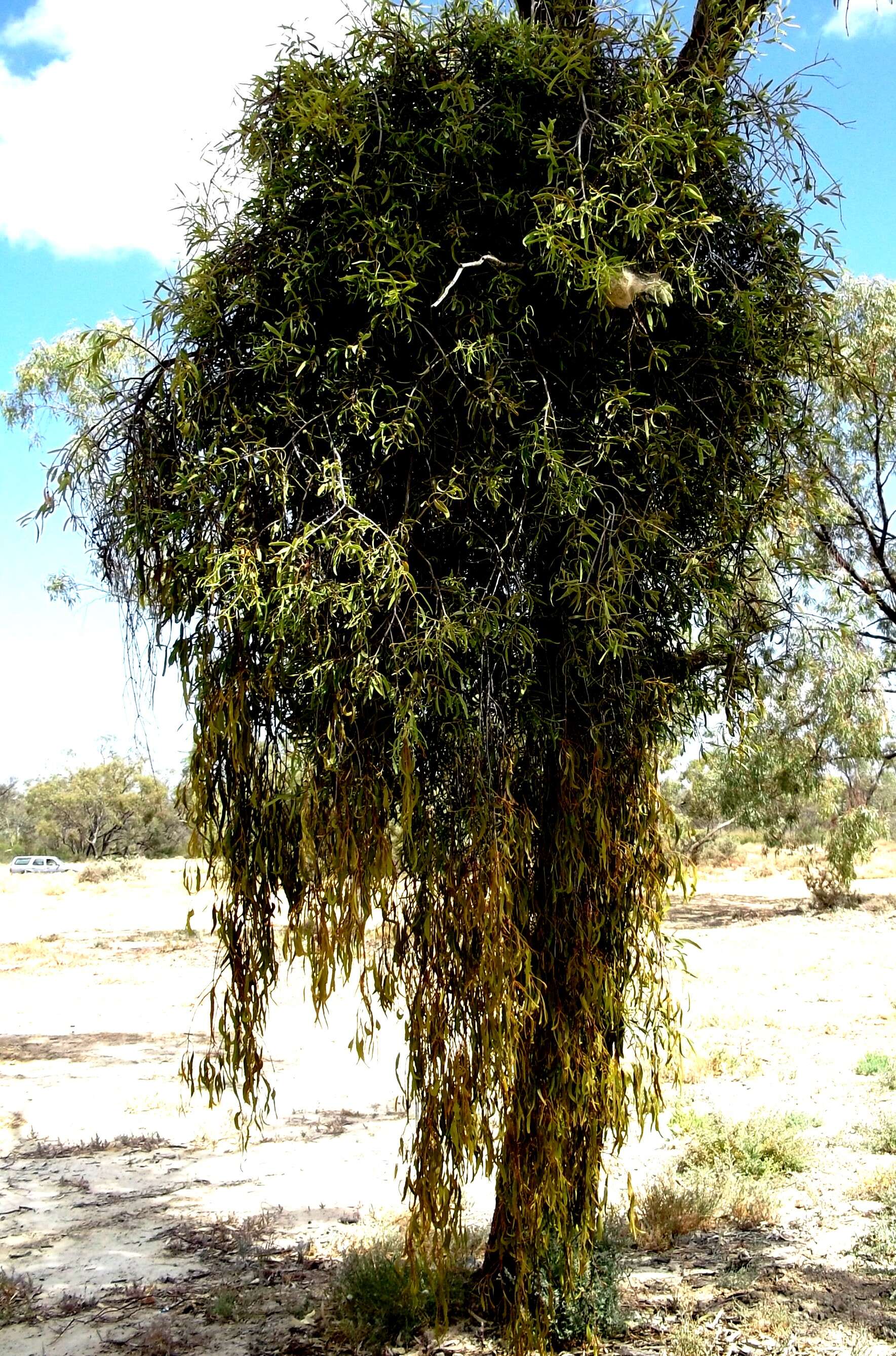 Image of harlequin mistletoe