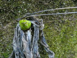 Image of Pinguicula caussensis (Casper) Roccia