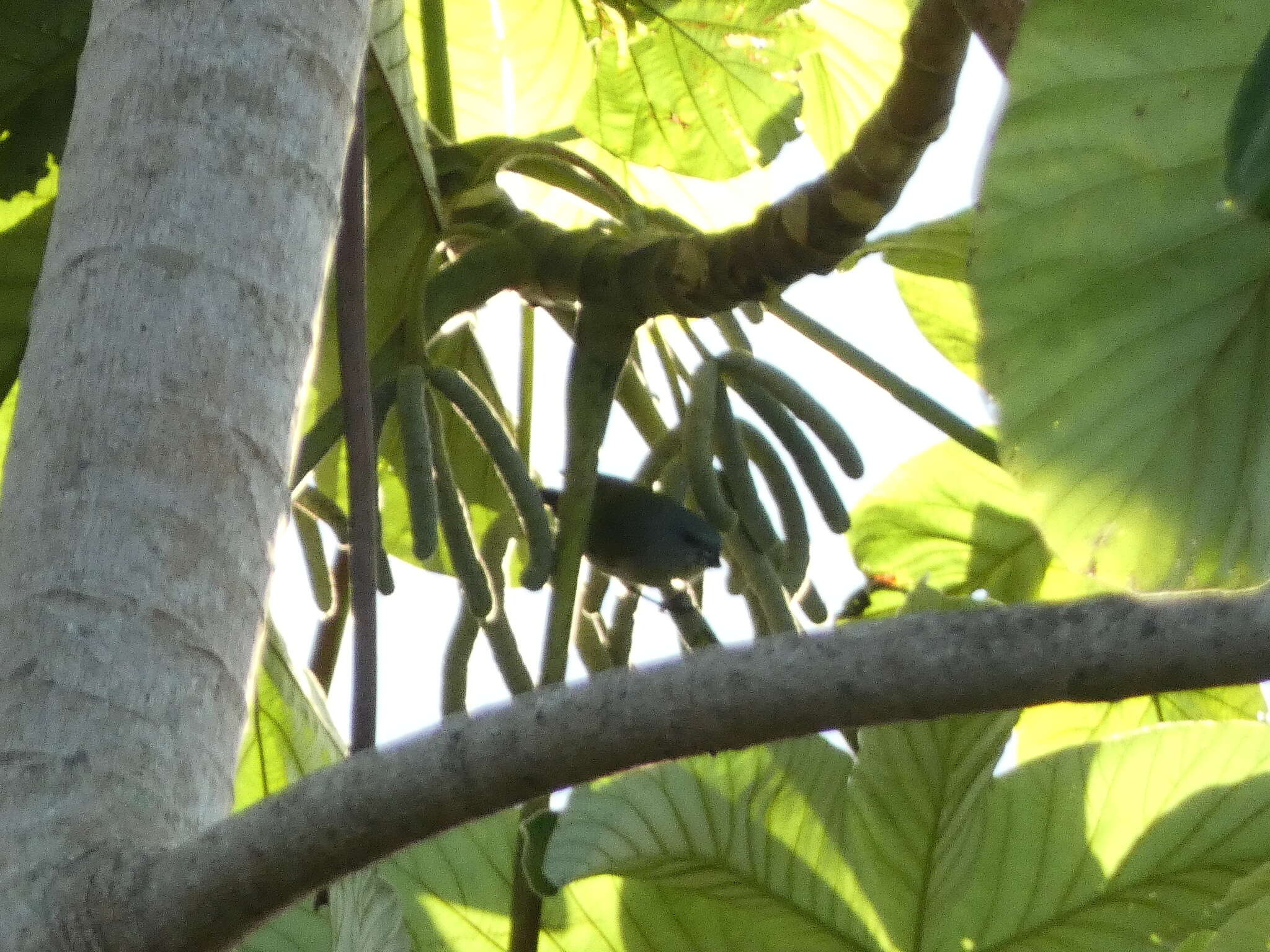 Image of Jamaican Euphonia
