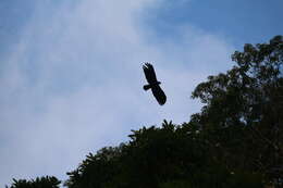 Image of Asian Black Eagle