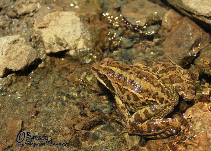 Image of Rana macrocnemis