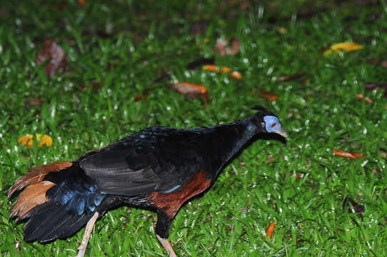 Image of Crested Fireback