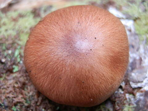 Sivun Tricholoma transmutans (Peck) Sacc. 1887 kuva