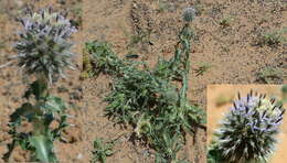 Image of Echinops gmelinii Turcz.