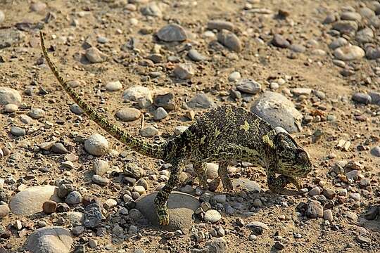 Image de Caméléon commun