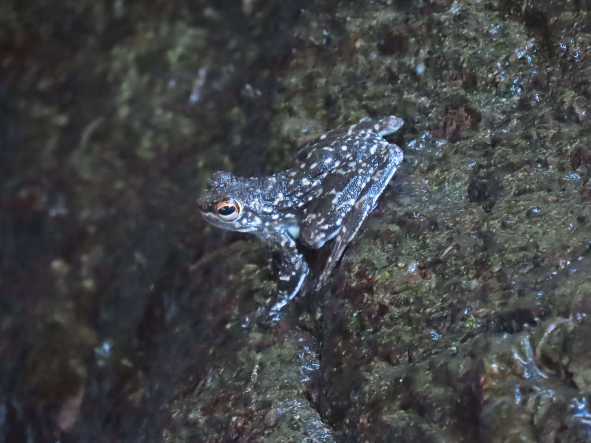 Image of Sabah Splash Frog