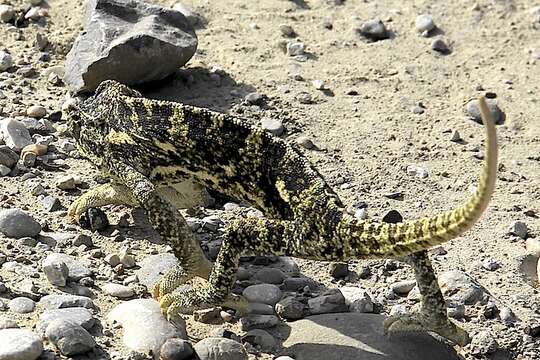 Image de Caméléon commun