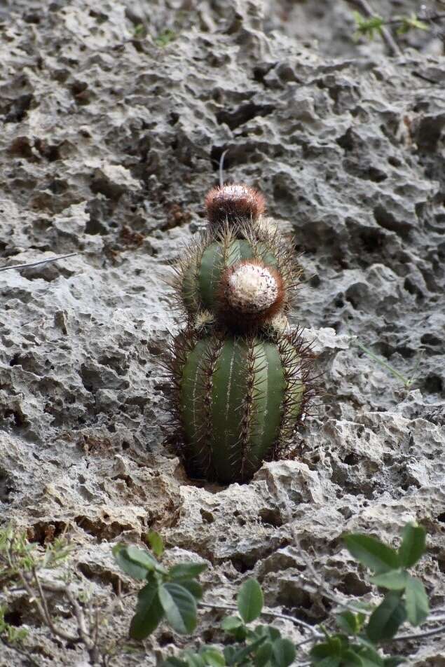 Melocactus harlowii (Britton & Rose) Vaupel resmi