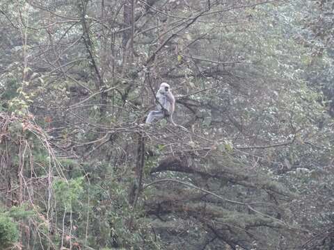 Image of Dussumier's Malabar Langur