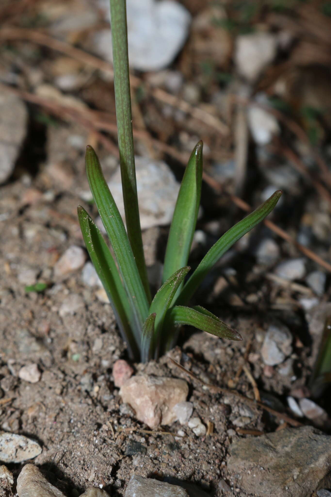 Image of Muscari parviflorum Desf.