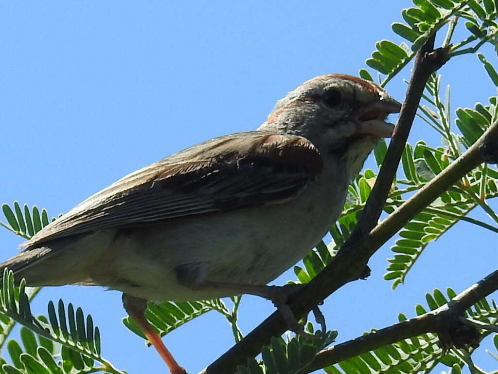 Peucaea carpalis Coues 1873的圖片