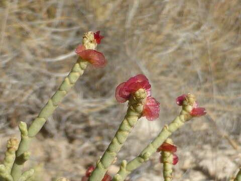 Sivun Anabasis articulata (Forsk.) Moq. kuva