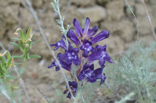 Imagem de Orobanche amoena C. A. Mey.