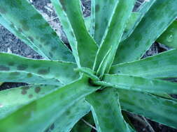 Image of mottled tuberose