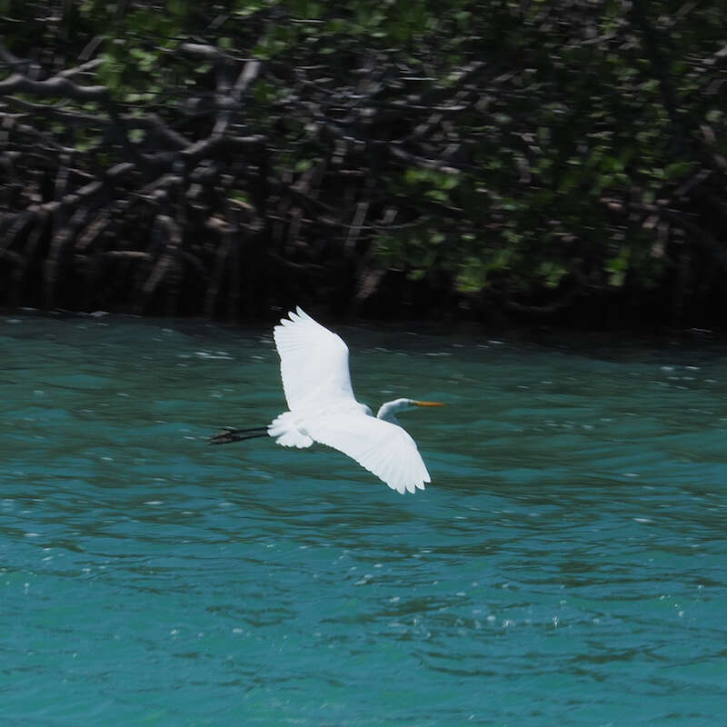 Image of Ardea alba egretta Gmelin & JF 1789