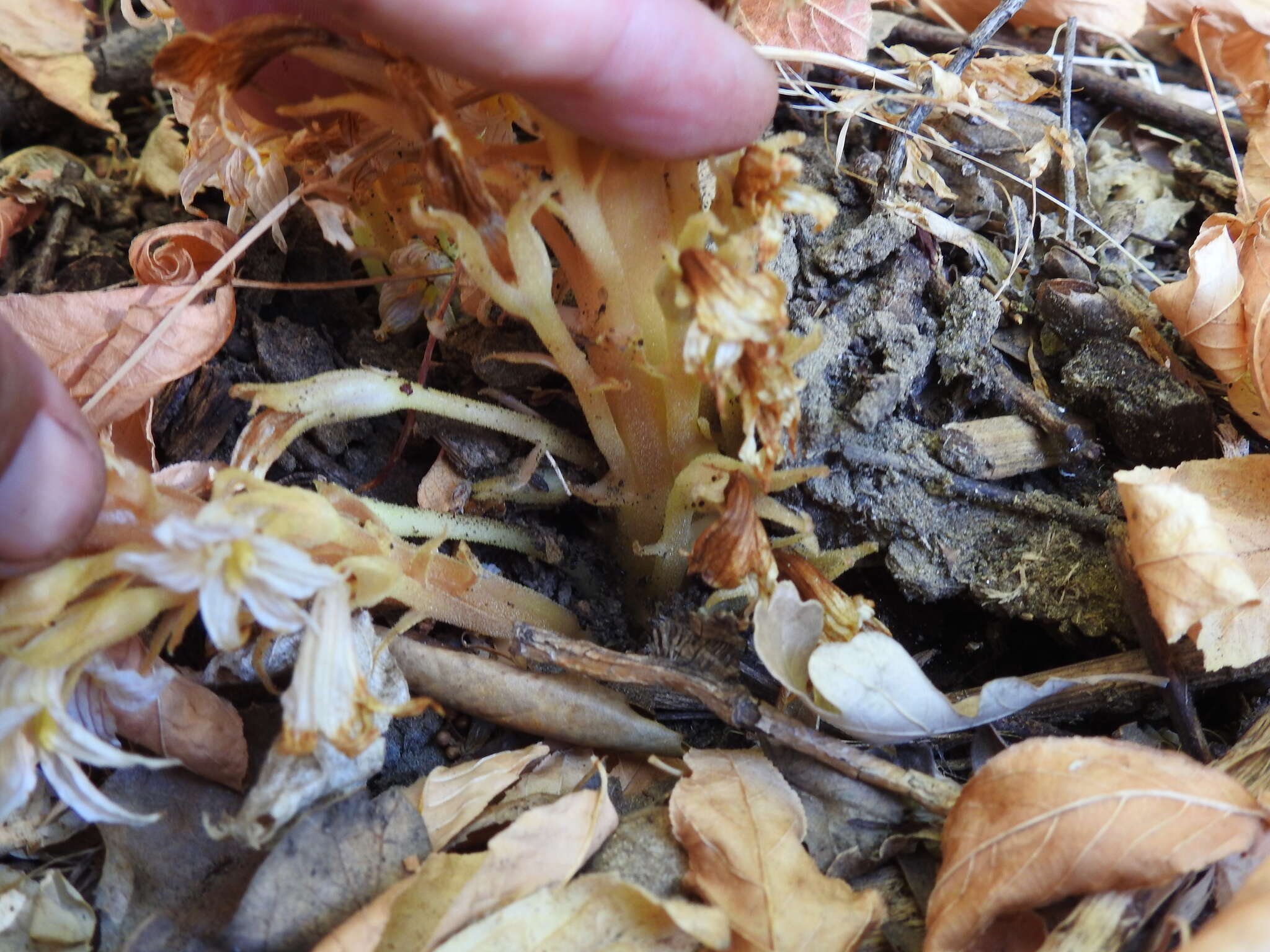 Image of hillside broomrape