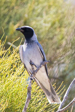 Image of Black-faced Cuckoo-shrike