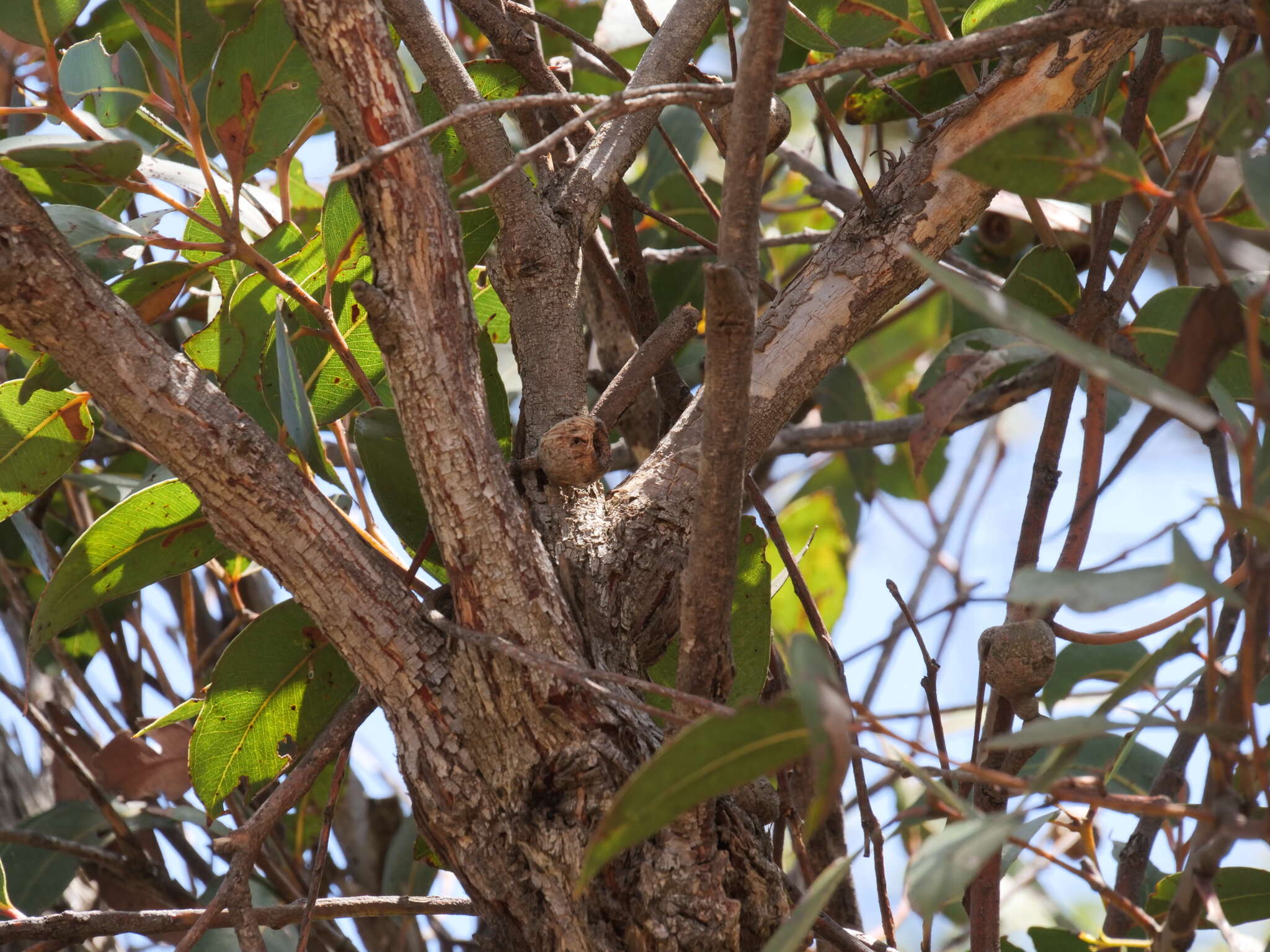 Image of Eucalyptus staeri Maiden ex Kessell & C. A. Gardner