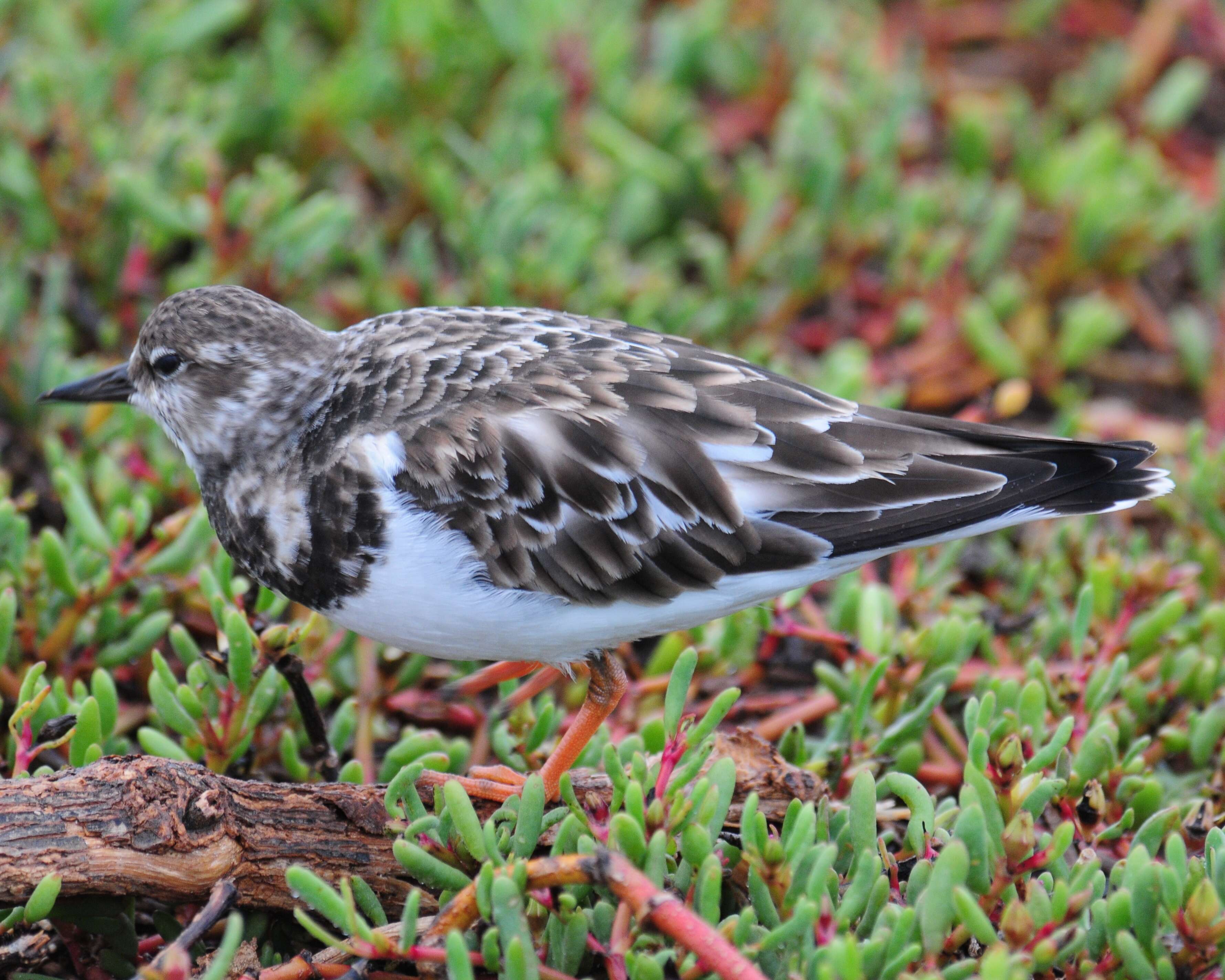 Image of Ruddy Turnstone