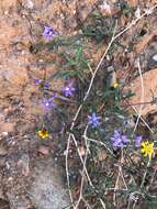 Image of Gladiolus deserticola Goldblatt