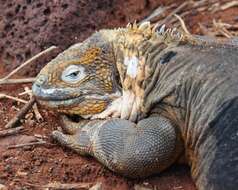 Image of Galapagos Land Iguana