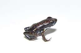 Image of Espinosa Poison Frog