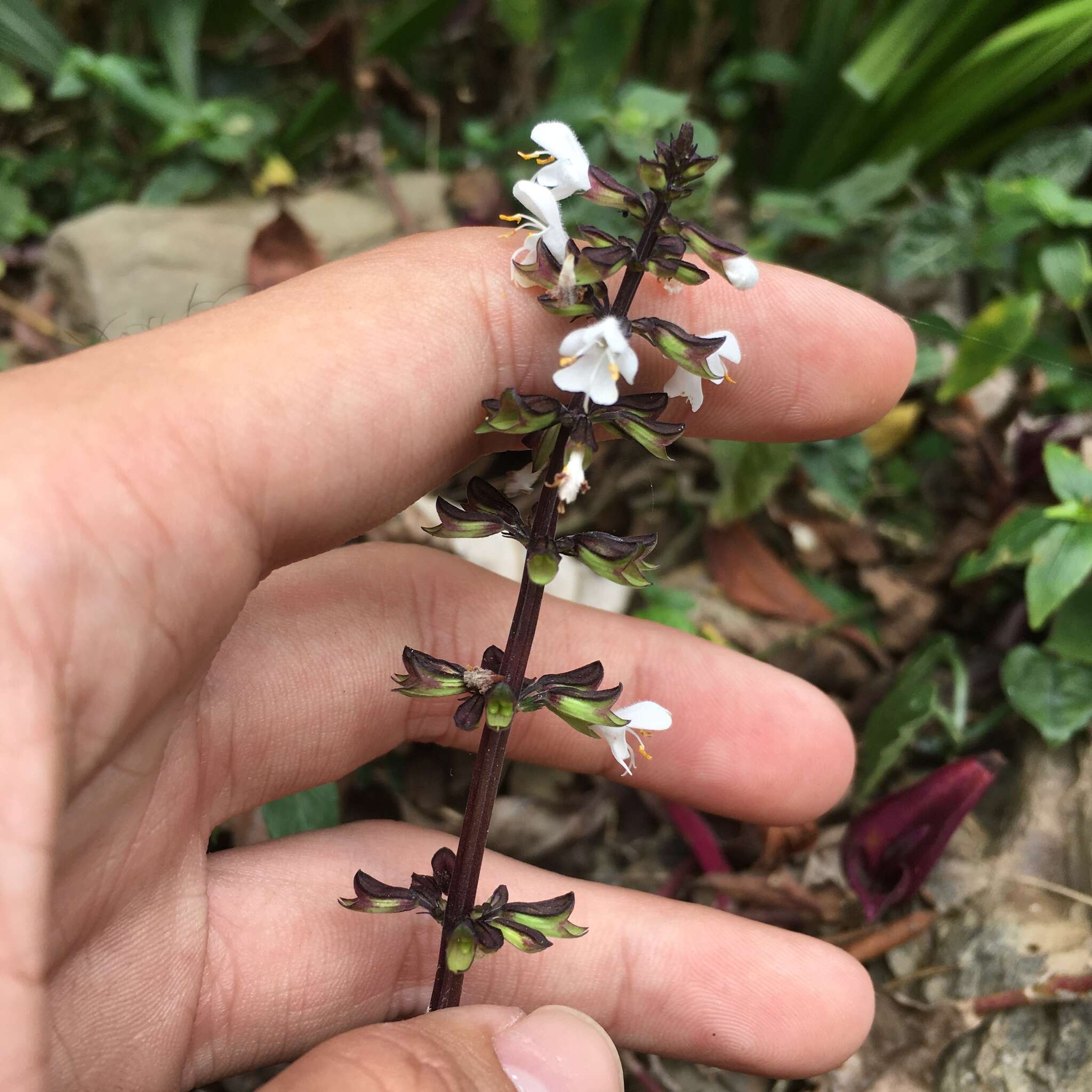 Image of Salvia hayatae Makino ex Hayata