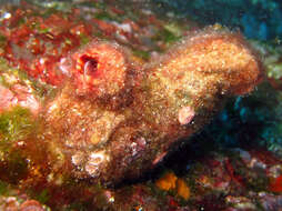 Image of grooved sea squirt