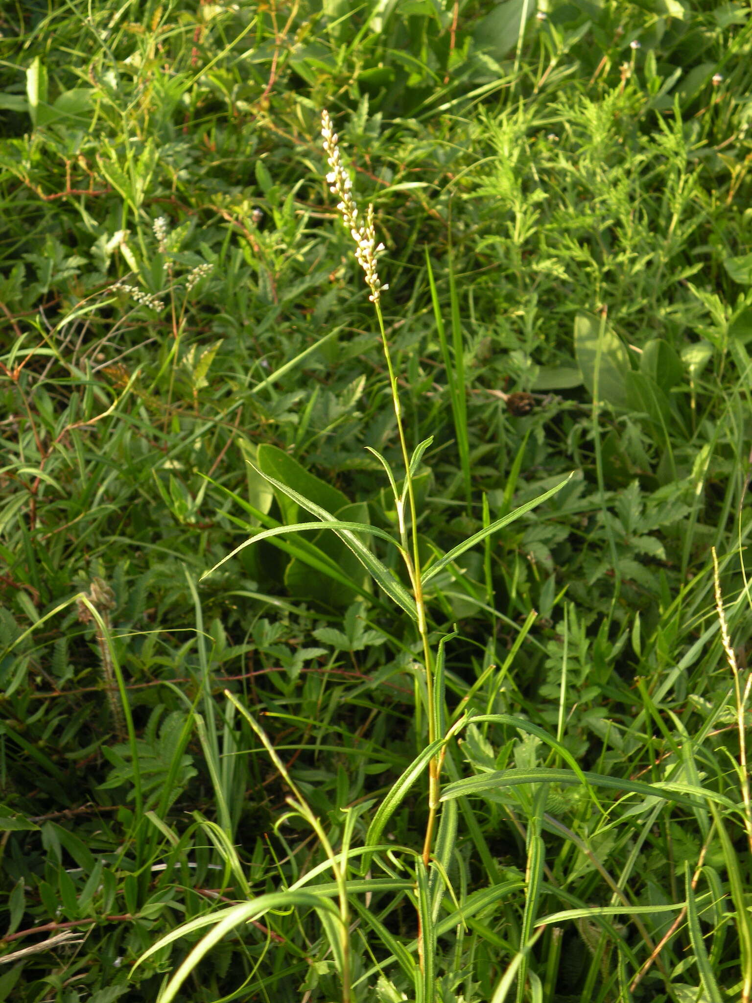 Image of Swamp Smartweed