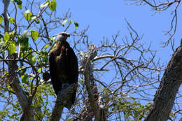 Image of Madagascan Fish Eagle