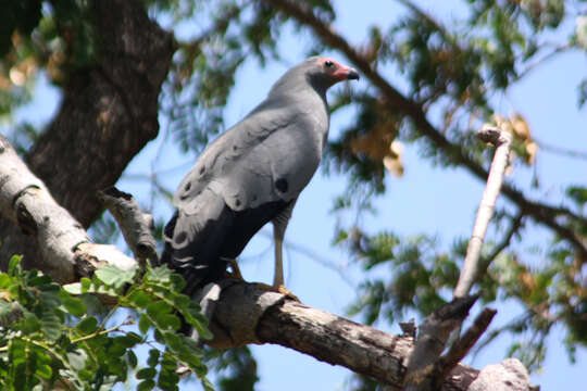 Image of Madagascan Harrier-Hawk