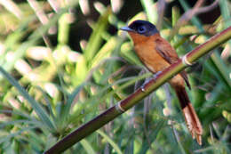 Image de Gobemouche paradis malgache