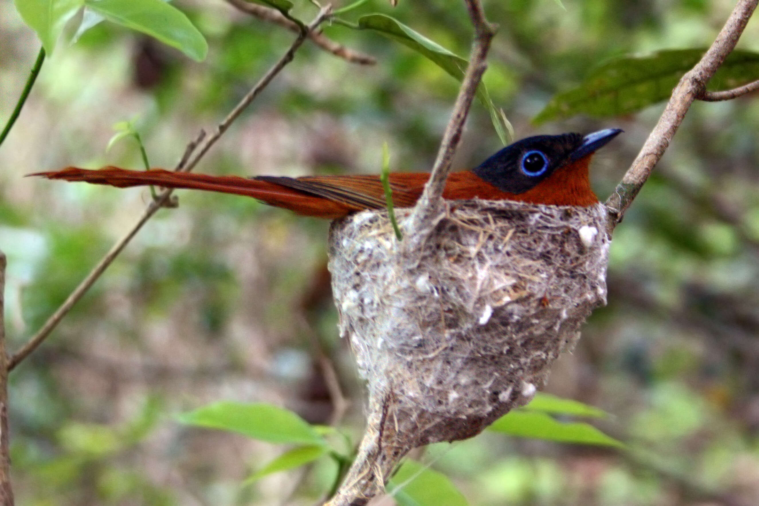 Image de Gobemouche paradis malgache