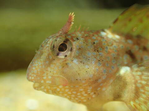 Image de Coryphoblennius