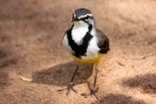 Image of Madagascan Wagtail