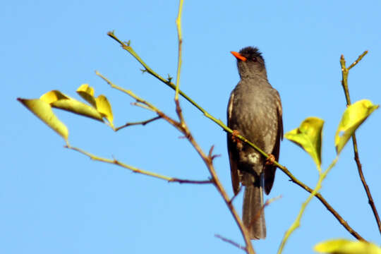 Image of Madagascar Black Bulbul