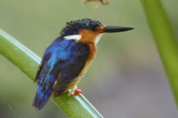 Image of Madagascar Kingfisher