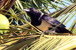 Image of Pied Crow