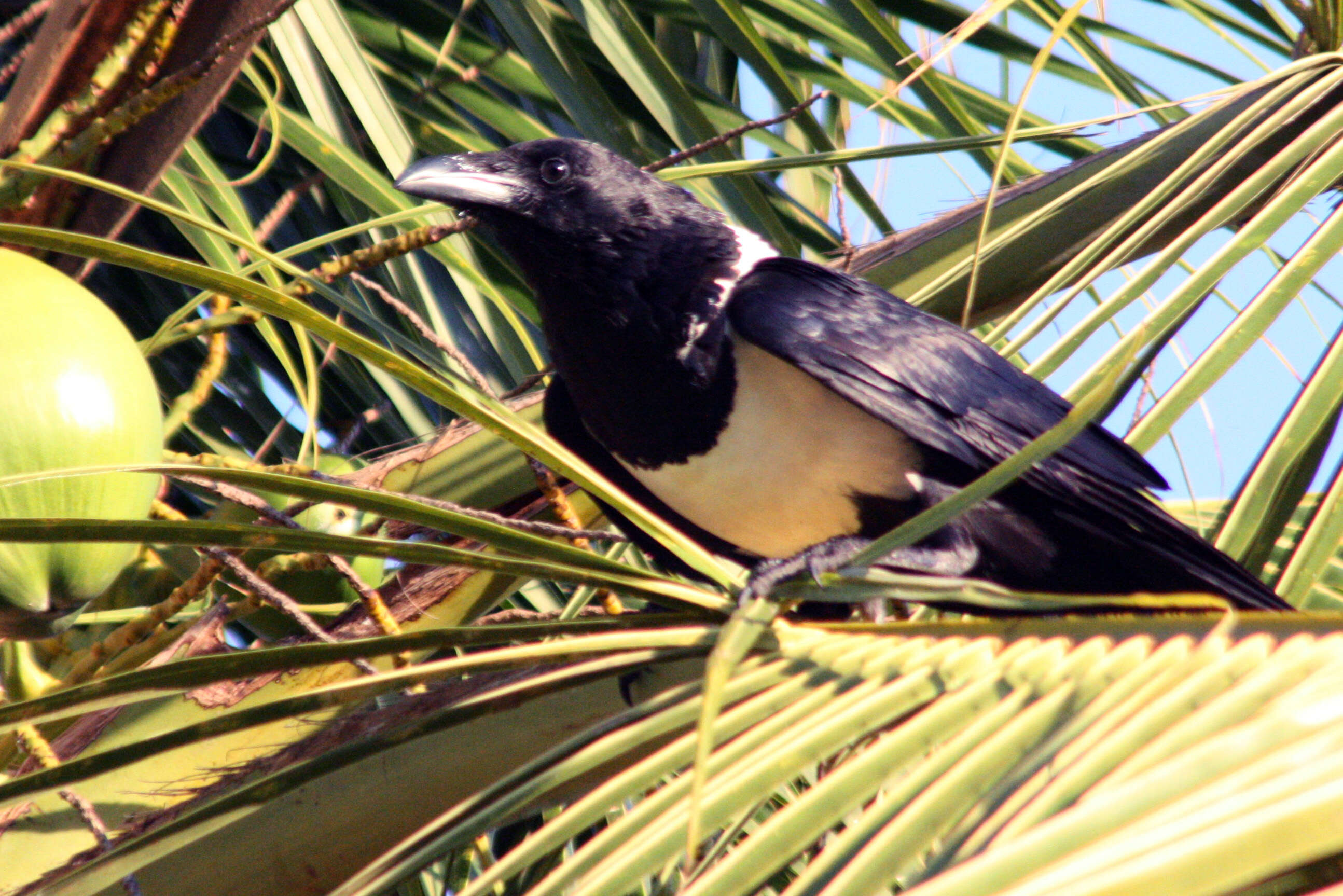 Image of Pied Crow