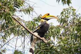 Image of Great Indian Hornbill