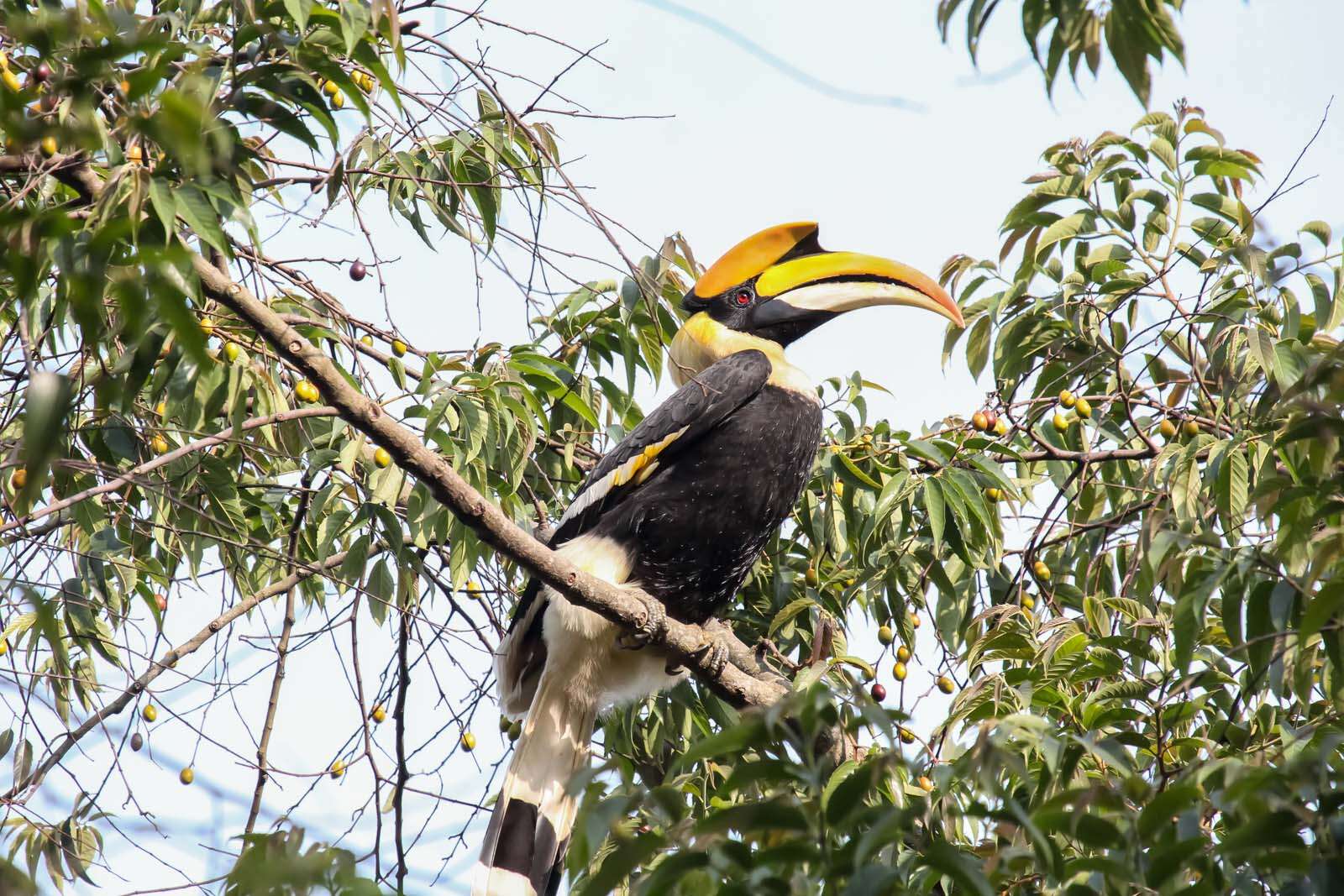 Image of Great Indian Hornbill