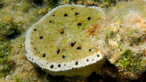 Image of stinker sponge