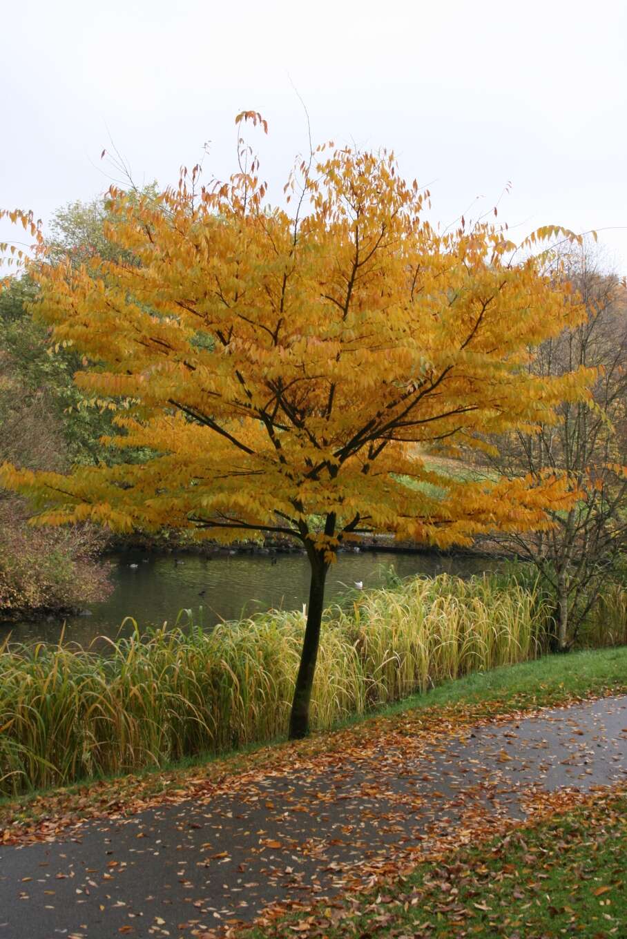 Image of Japanese Zelkova