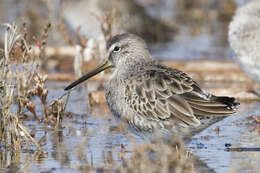 Image of Short-billed Dowitcher