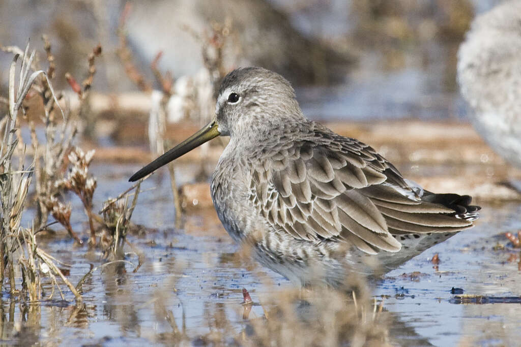 Image of Short-billed Dowitcher